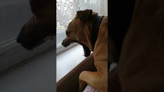 Storm The Staffie 14 Sharpie Wants To Play With The Workers Outside