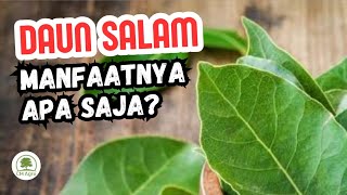 8 MANFAAT DAUN SALAM UNTUK KESEHATAN‼️🌱🍵😊👍
