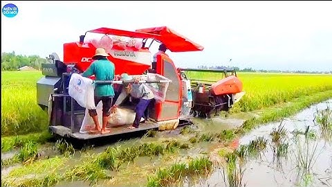 MÁY CẮT LÚA KUBOTA DC 93 LỘI CẮT LUNG NƯỚC MÙA MƯA