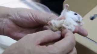 A Hamster Pes Strong Smelly Urine