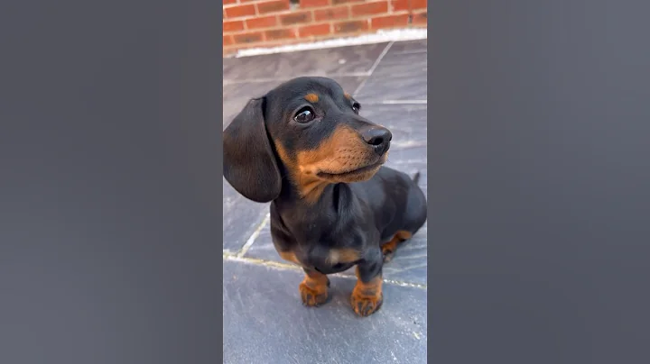 Myla 🤍 #puppy #dog #dachshund #dogs #puppies #miniature #miniaturedachshund #love #cute #animals