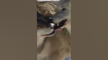 🐺🌲 Wolf Pack Dynamics The Social Structure of the Wild! 🏞️🐾 #Wildlife #wolves #wolf #Nature #animals