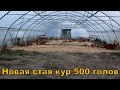 Новая стая кур 500 голов и лес на теплицу 300 м2 по Митлайдеру