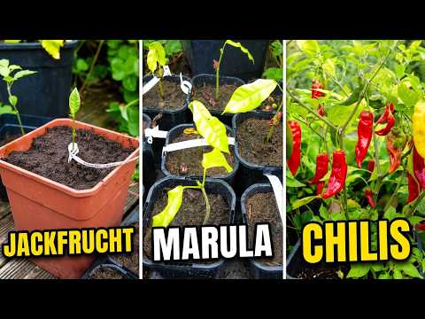 Jackfrucht, Marula und Chili: Spätsommerpflege im Vergleich