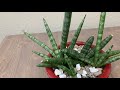 Sansevieria Starfish and other Varieties