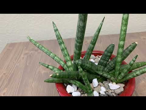 Vídeo: Sansevieria Cylindrica Info – Dicas para o cultivo de plantas de estrela-do-mar Sansevieria