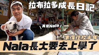 送Nala去住校上課拉｜拉不拉多成長日記｜彼得爸與蘇珊媽 by 彼得爸與蘇珊媽 39,509 views 2 months ago 12 minutes, 56 seconds