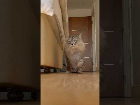 Cat sprint #twinfloof