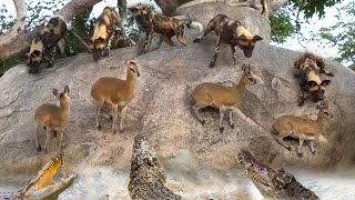 Standing Between Death And Life, Waterbuck Bravely Attacked Wild Dogs And Crocodiles To Escape Death