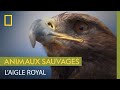 Laigle royal un monstre de vitesse majestueux