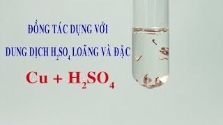 Thí nghiệm Cu + H2SO4. Copper (Cu) tác dụng với dung dịch sulfuric acid loãng và đặc