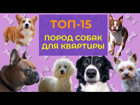 ТОП-15 пород собак для квартиры