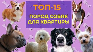 ТОП-15 пород собак для квартиры