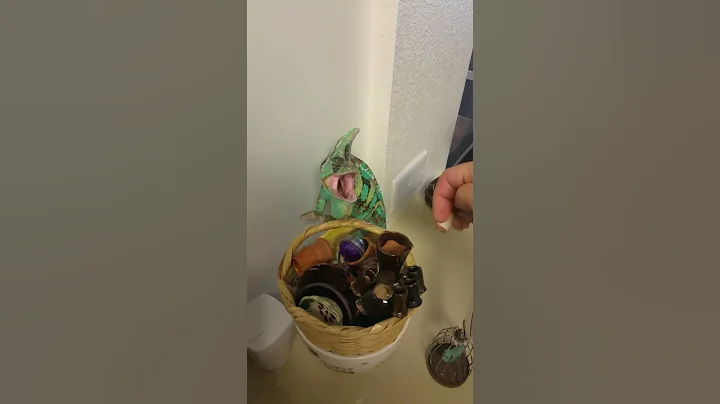 Grumpy Chameleon "Wasabi The Veiled"
