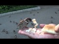 すずめ食堂 無謀な奴ら編 スズメは Tree Sparrow であーる