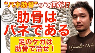 【バネ肋骨】足のケガを防止する肋骨バネの秘密