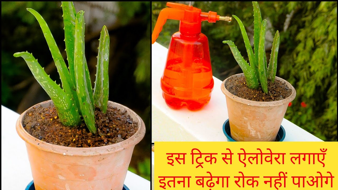 How To Grow Aloevera Plant At Home Take Care Of Aloevera Plant