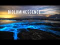 Incredible Bioluminescence in Australia