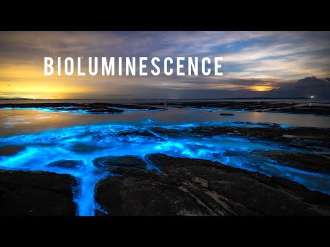 Video: Bioluminescens & Wildlife Refuges I Vieques, Puerto Rico