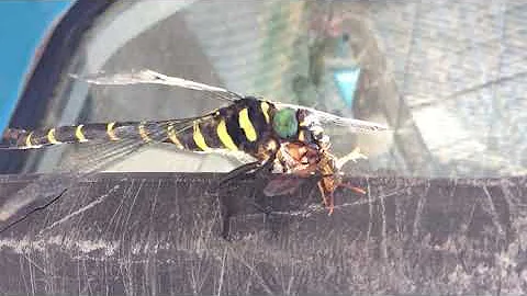 スズメバチ捕食