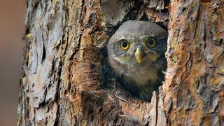 Juvenile pygmy owl peeking out of the nest hole