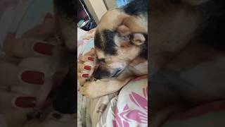 #pets #love #funny #goldenretreivers #hindufestival #goldenretreiver #doglife