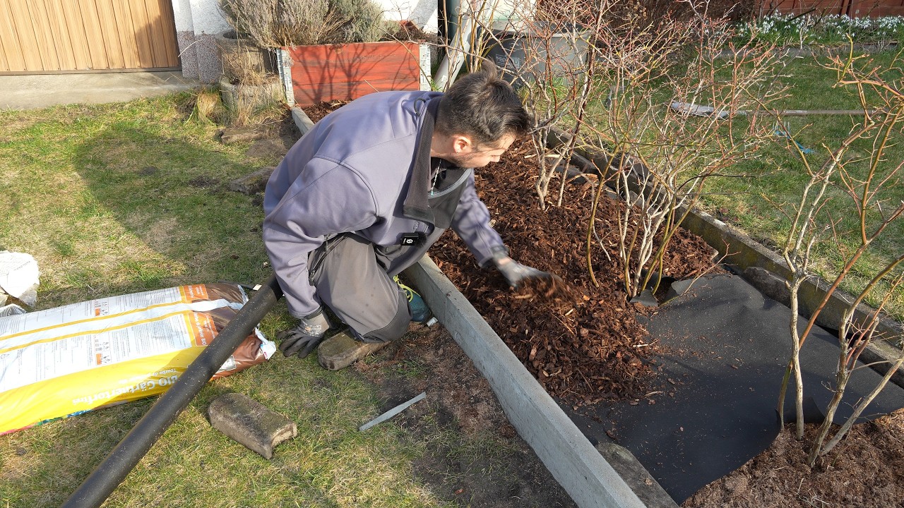 Jetzt kommen die Heidelbeeren in die Erde mit Unkrautvlies und Rindenmulch.