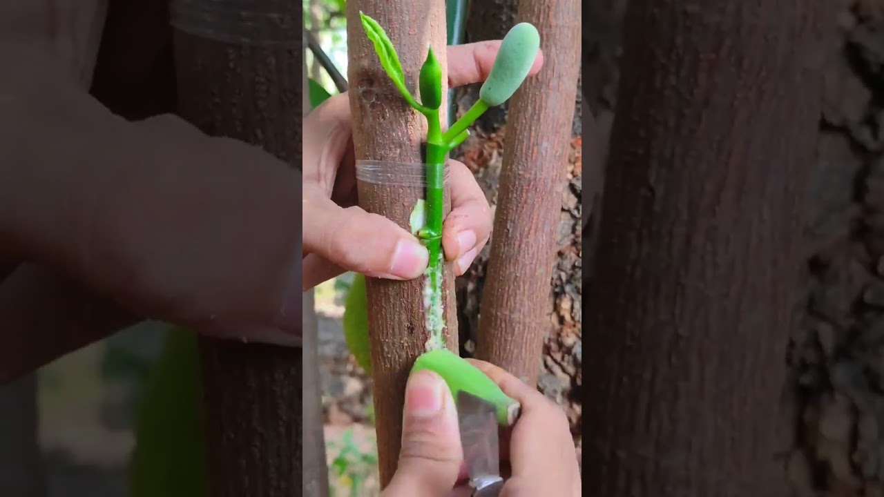 Jackfruit grafting technique #grafting #shortsvideo #youtubeshorts #shorts #viral