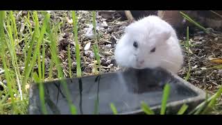 Just a lil hamster doing lil hamster things -- Slurp Slurp Slurp