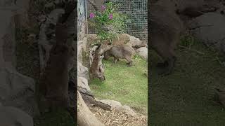 Wasserschwein Weißt Du Die Richtige Antwort Auf Die Quizfrage?