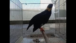 Burung Beo Cerdas, Bisa Zikir dan Sholawat