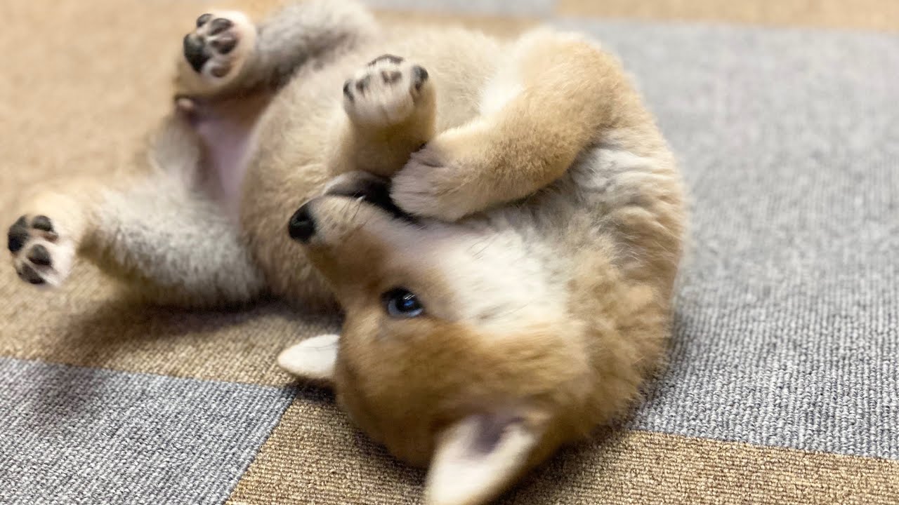 柴犬 子犬 ただただ仰向けで気持ちよさそうにお腹をなでられる動画 Shiba Inu Japanese dog