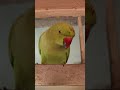 Mittu Talking Parrot #ytshorts #shorts #aayrashivay