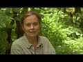 Gorilla Mating | Mountain Gorilla | BBC