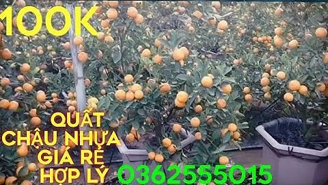 Quất Tết 2021-Quất Thế Bonsai Chậu Nhựa Giá Rẻ hợp lý.Báo giá quất tết 2021