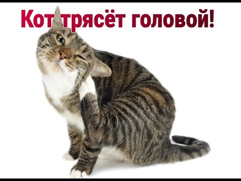 Кот трясёт головой