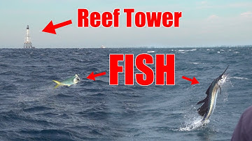 Mahi & Sailfish in Shallow water off Islamorada {catch and cook}