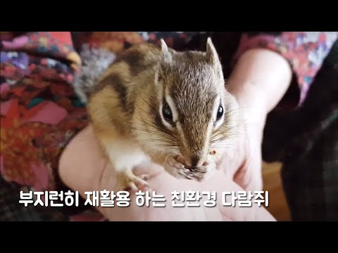 부지런히 <strong>재활용을</strong> 하는 친환경 다람쥐