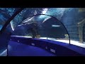 Antalya Aquarium - Turcja - Najdłuższy tunel na świecie