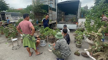 22 CỦ - CỐT ĐẸP NGHỆ THẮNG, TÁC PHẨM QUÊ 70 CỦ CỦA ANH KIỆN VẪN PHÊ CHỜ KHÁCH