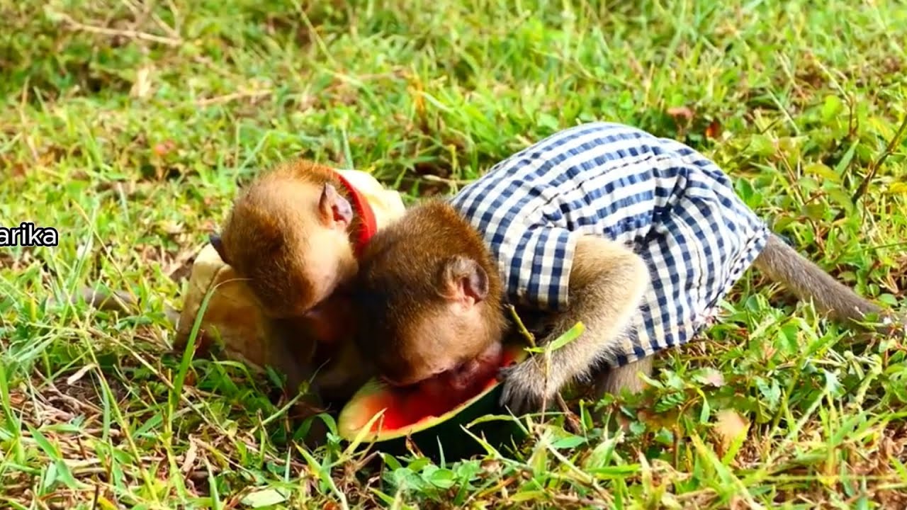 Lovely both monkey Roma and Lele look so yummy when they are eating ...