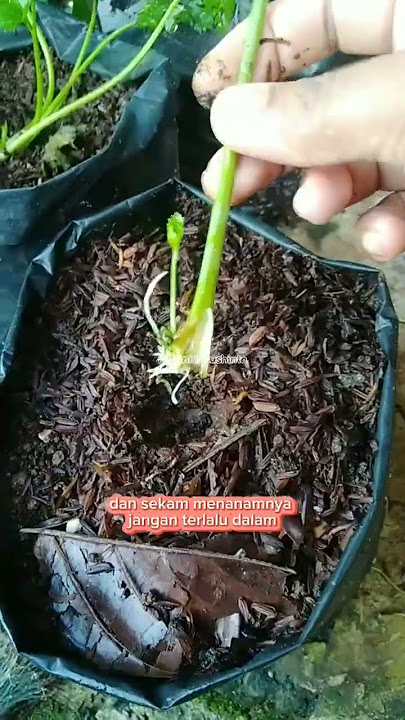 cara menanam seledri tanpa semai #berkebun #urbanfarming #tipsberkebun #petanimilenial
