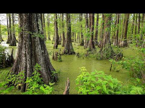 Treasures of the South: The True Value of Wetland Forests