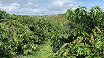 Bán lô đất dt:2 ha có nhà có ao riêng cà phê và hồ tiêu đường xá thuận tiện giá rẻ bèo 