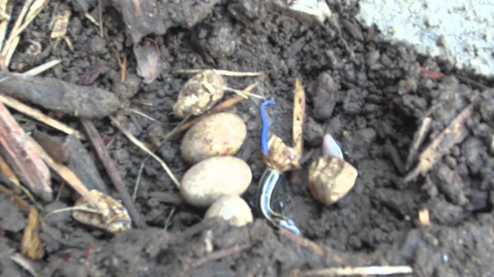 Blue Skink Eggs Hatching July 2014