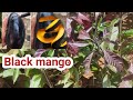 Black mango || Nalla mamidi || నల్ల మామిడి || kasthuri black stone || Rare mango variety plant
