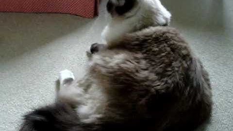 Ragdoll Cat Plays With A Yeowww! Catnip Toy ねこ - ラグドール - Floppycats