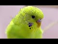 Baby Budgie sounds for you! 🌞