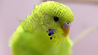 Baby Budgie sounds for you!