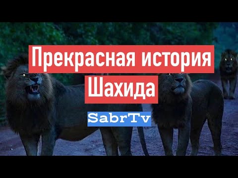 ПРЕКРАСНАЯ ИСТОРИЯ ШАХИДА